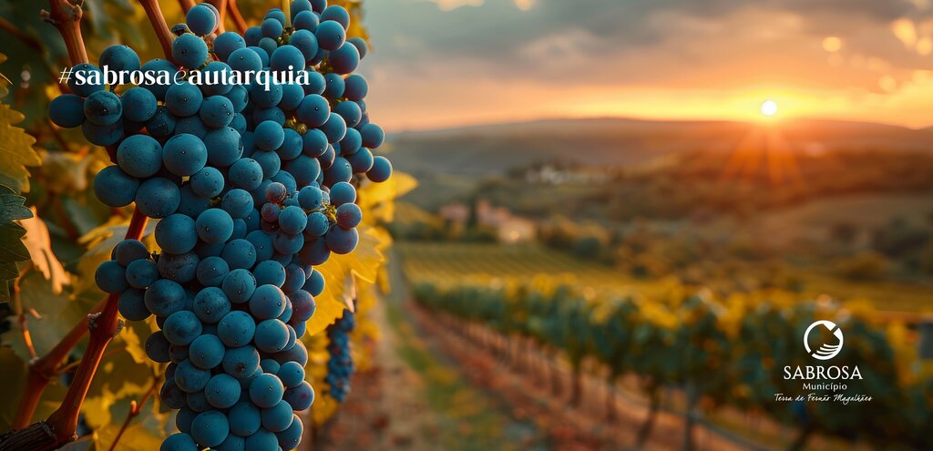 Câmara Municipal vai apoiar Viticultores do Concelho de Sabrosa